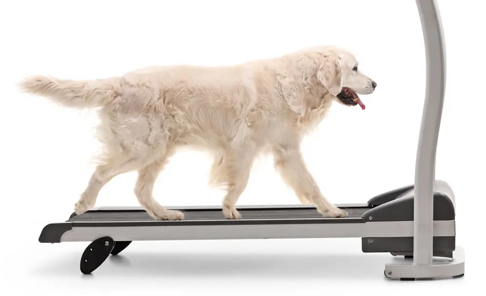 Állatorvos a praxisban