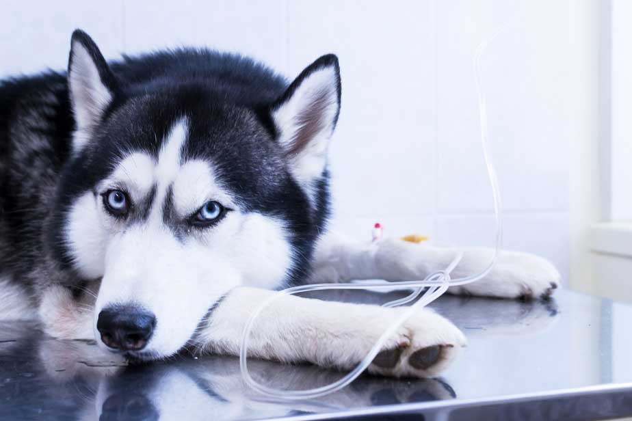 Husky kutya